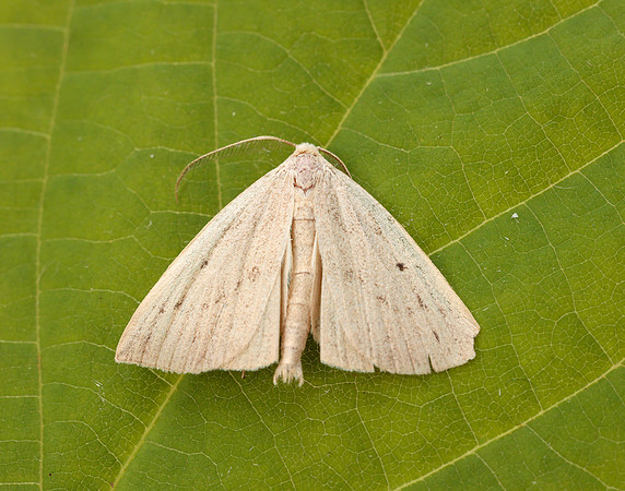 72.052 BF2493 Dotted Fan-foot Macrochilo cribrumalis