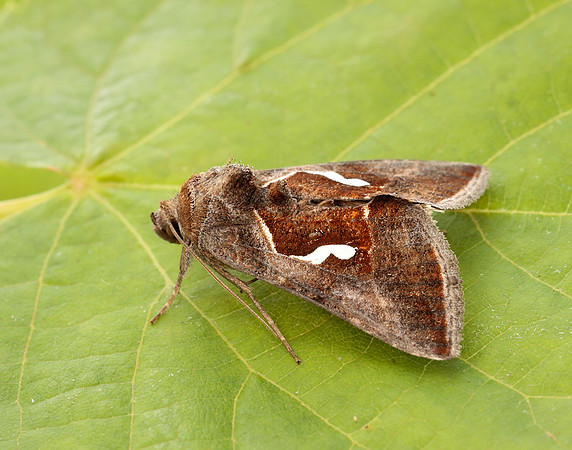 73.010 BF2436 Dewick's Plusia Macdunnoughia confusa