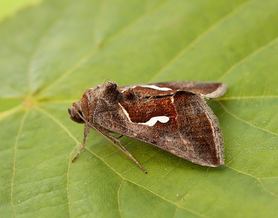 73.010 BF2436 Dewick's Plusia Macdunnoughia confusa