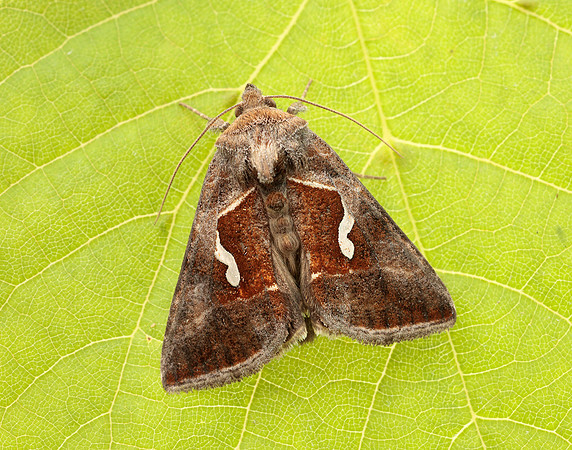 73.010 BF2436 Dewick's Plusia Macdunnoughia confusa