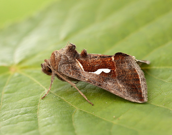 73.010 BF2436 Dewick's Plusia Macdunnoughia confusa