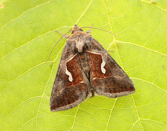 73.010 BF2436 Dewick's Plusia Macdunnoughia confusa