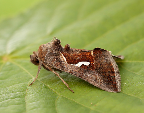 73.010 BF2436 Dewick's Plusia Macdunnoughia confusa