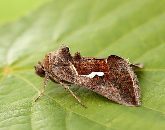 73.010 BF2436 Dewick's Plusia Macdunnoughia confusa