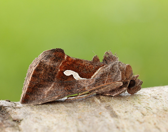 73.010 BF2436 Dewick's Plusia Macdunnoughia confusa
