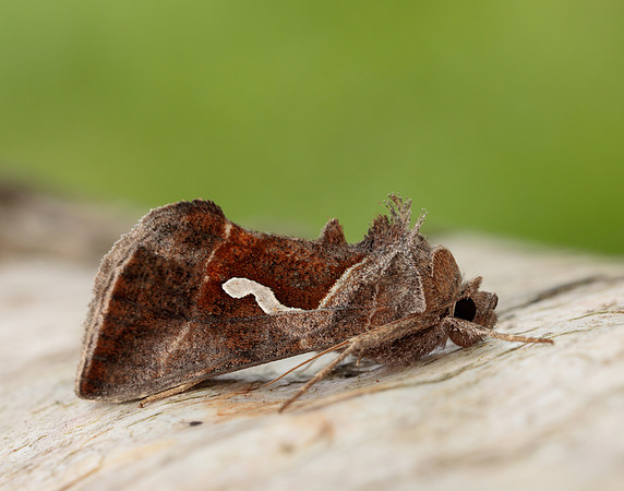 73.010 BF2436 Dewick's Plusia Macdunnoughia confusa