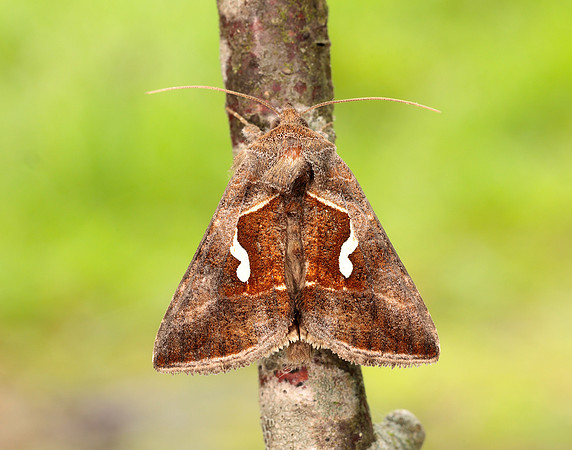 73.010 BF2436 Dewick's Plusia Macdunnoughia confusa
