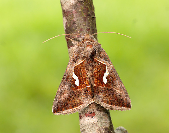 73.010 BF2436 Dewick's Plusia Macdunnoughia confusa