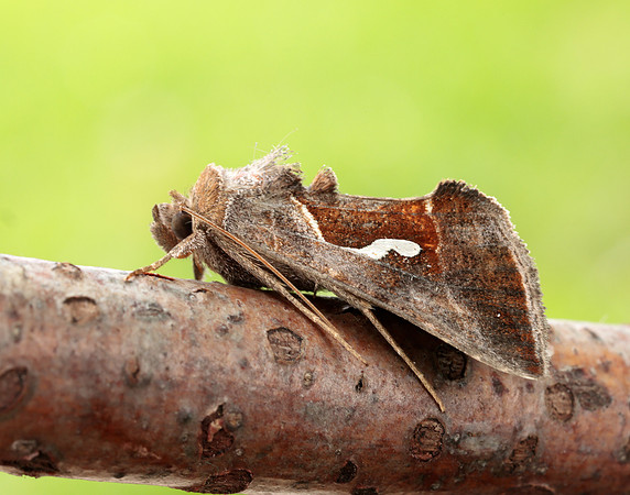 73.010 BF2436 Dewick's Plusia Macdunnoughia confusa