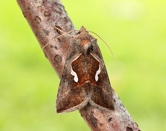 73.010 BF2436 Dewick's Plusia Macdunnoughia confusa