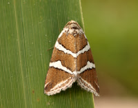 73.024-73.027 Noctuidae - Eustrotiinae