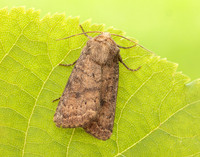 73.096 BF2381 Uncertain Hoplodrina octogenaria