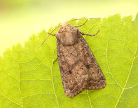 73.096 BF2381 Uncertain Hoplodrina octogenaria