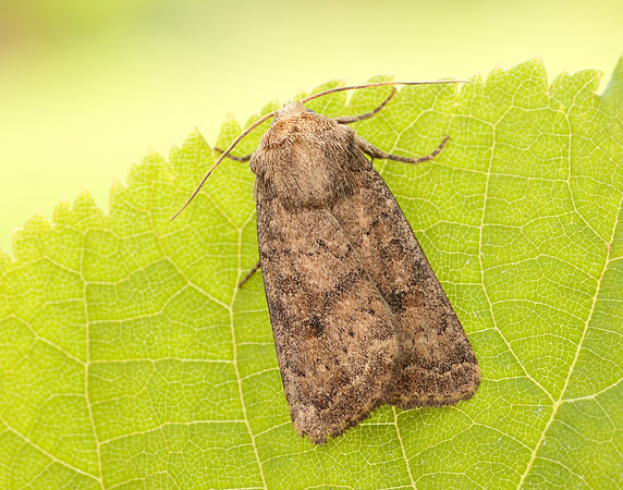73.096 BF2381 Uncertain Hoplodrina octogenaria