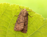 73.096 BF2381 Uncertain Hoplodrina octogenaria