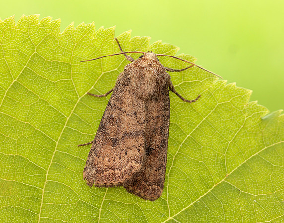 73.096 BF2381 Uncertain Hoplodrina octogenaria