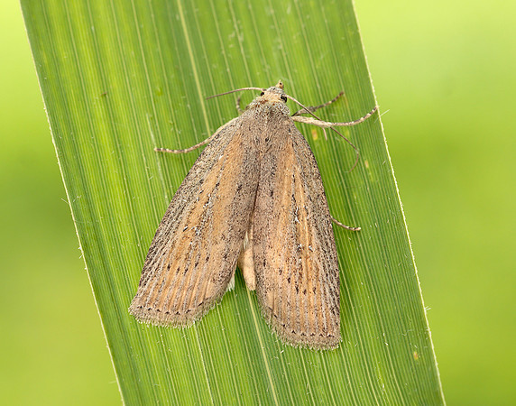 73.100 BF2391 Silky Wainscot Chilodes maritima