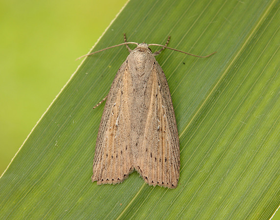 73.100 BF2391 Silky Wainscot Chilodes maritima