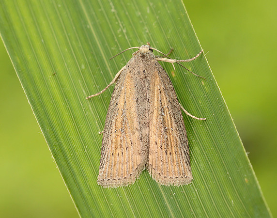 73.100 BF2391 Silky Wainscot Chilodes maritima
