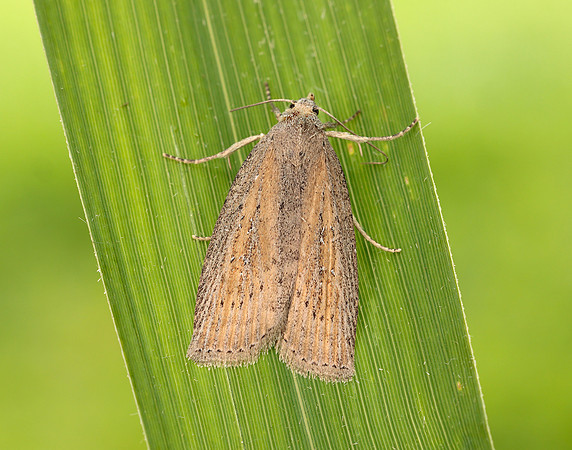 73.100 BF2391 Silky Wainscot Chilodes maritima