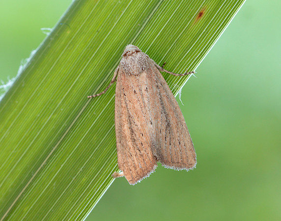 73.100 BF2391 Silky Wainscot Chilodes maritima