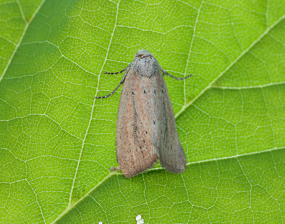 73.100 BF2391 Silky Wainscot Chilodes maritima