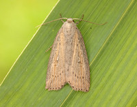 73.100 BF2391 Silky Wainscot Chilodes maritima