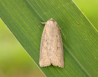 73.100 BF2391 Silky Wainscot Chilodes maritima