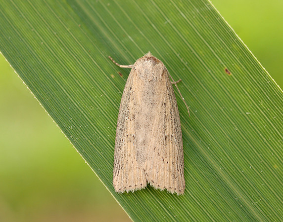 73.100 BF2391 Silky Wainscot Chilodes maritima