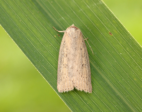 73.100 BF2391 Silky Wainscot Chilodes maritima