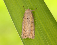 73.100 BF2391 Silky Wainscot Chilodes maritima