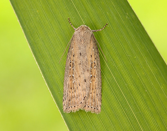 73.100 BF2391 Silky Wainscot Chilodes maritima