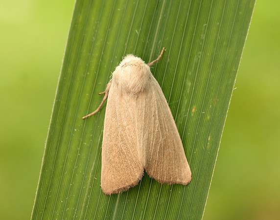 73.137 BF2377 Fen Wainscot Arenostola phragmitidis