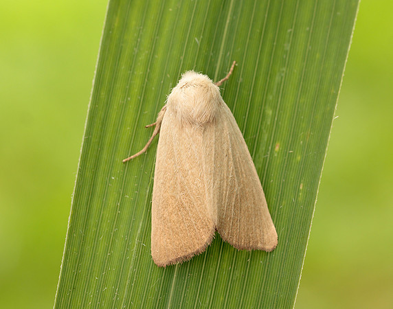 73.137 BF2377 Fen Wainscot Arenostola phragmitidis