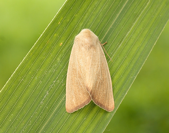 73.137 BF2377 Fen Wainscot Arenostola phragmitidis