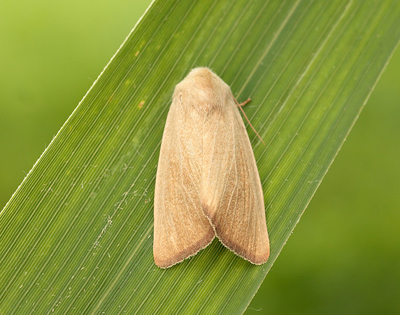 73.137 BF2377 Fen Wainscot Arenostola phragmitidis