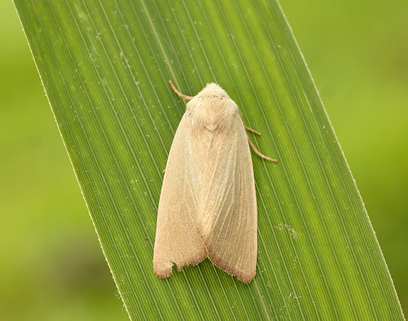 73.137 BF2377 Fen Wainscot Arenostola phragmitidis