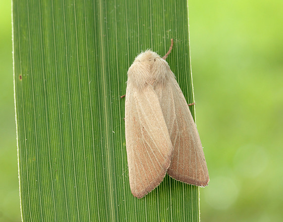 73.137 BF2377 Fen Wainscot Arenostola phragmitidis