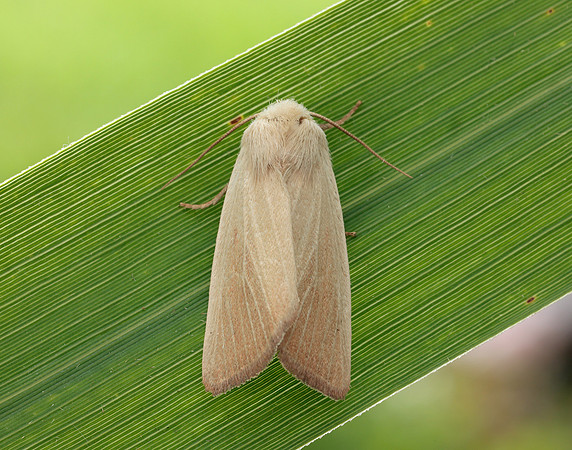 73.137 BF2377 Fen Wainscot Arenostola phragmitidis