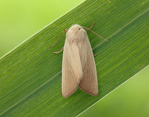 73.137 BF2377 Fen Wainscot Arenostola phragmitidis
