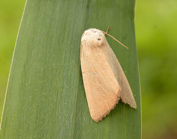73.137 BF2377 Fen Wainscot Arenostola phragmitidis