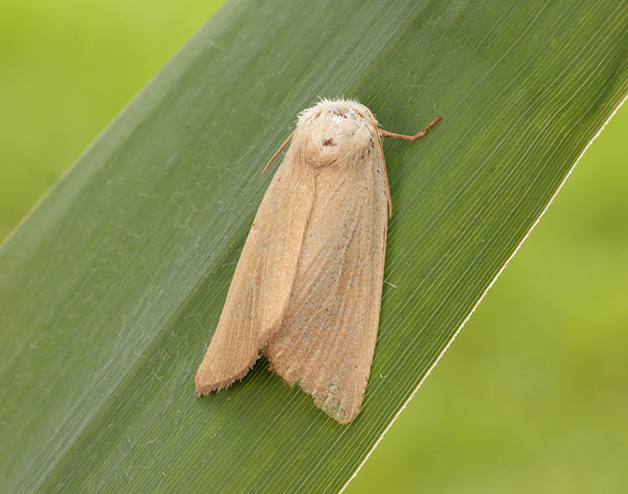73.137 BF2377 Fen Wainscot Arenostola phragmitidis