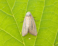 73.142 BF2379 Small Rufous Coenobia rufa