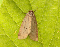 73.147 BF2345 Small Dotted Buff Photedes minima