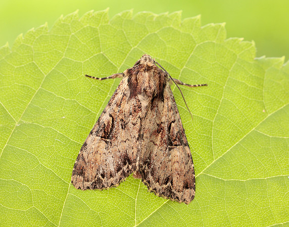 73.155 BF2327 Clouded Brindle Apamea epomidion