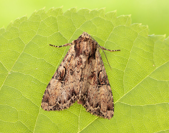 73.155 BF2327 Clouded Brindle Apamea epomidion