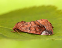 73.217 BF2319 Lunar-spotted Pinion Cosmia pyralina