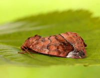 73.217 BF2319 Lunar-spotted Pinion Cosmia pyralina
