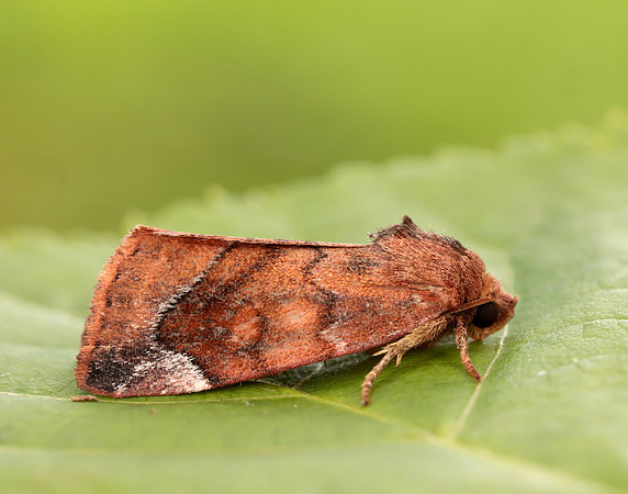 73.217 BF2319 Lunar-spotted Pinion Cosmia pyralina