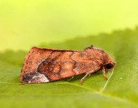 73.217 BF2319 Lunar-spotted Pinion Cosmia pyralina